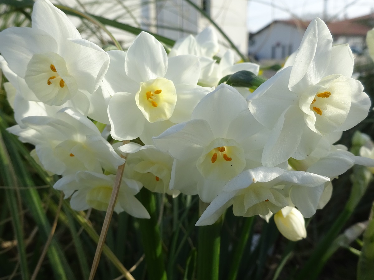 Narcissus tazetta (Amaryllidaceae)